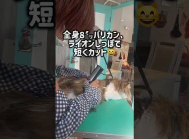 トリミングコースご利用☆ペルシャ　ラスカルちゃん   #cat  #長毛 #猫のいる暮らし