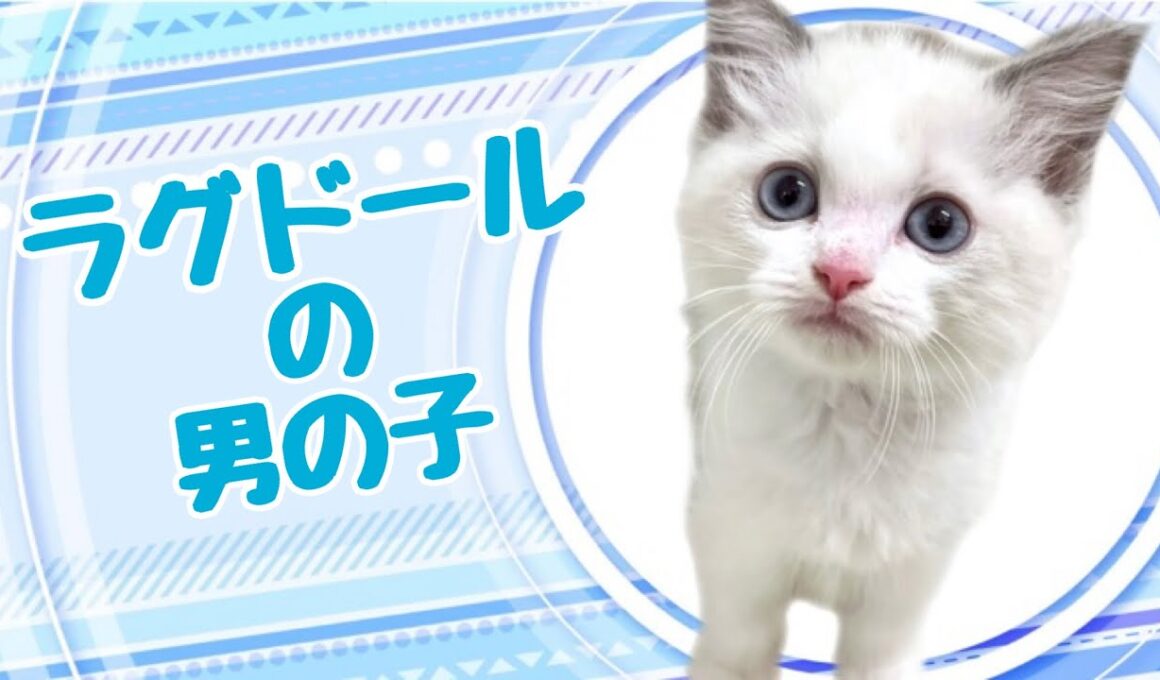 ラグドールの子猫　（平野瓜破）