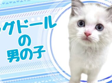 ラグドールの子猫　（平野瓜破）