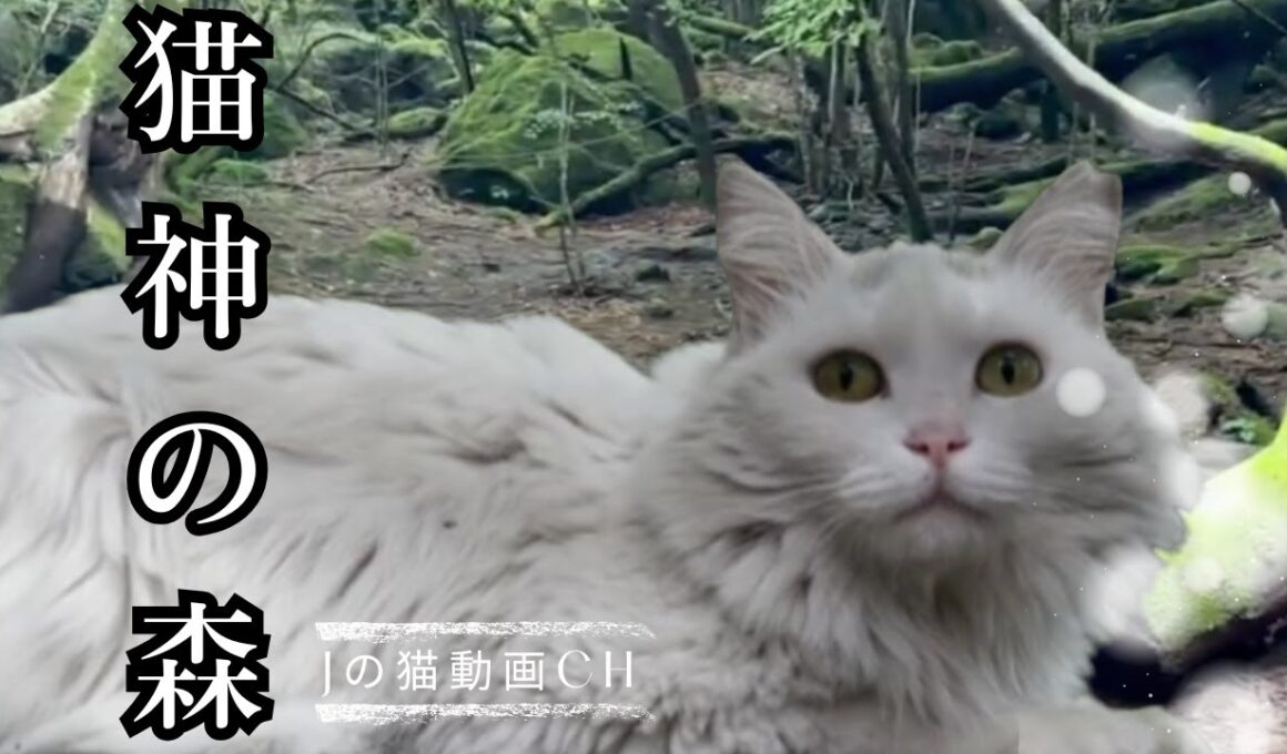 猫と美しすぎる異世界を体感｜100年前の日本｜ねこが気づいた事｜白猫の行方｜　A white cat said to follow me...