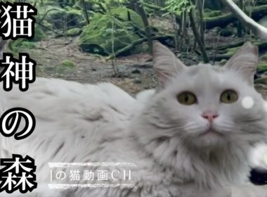 猫と美しすぎる異世界を体感｜100年前の日本｜ねこが気づいた事｜白猫の行方｜　A white cat said to follow me...