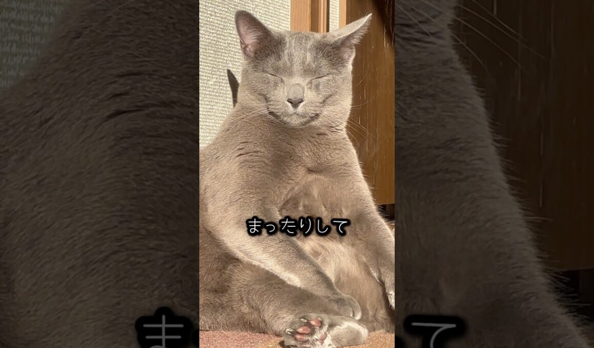 【ロシアンブルー】めろんの何気ない日常...これがしあわせですね🥰【猫】#shorts