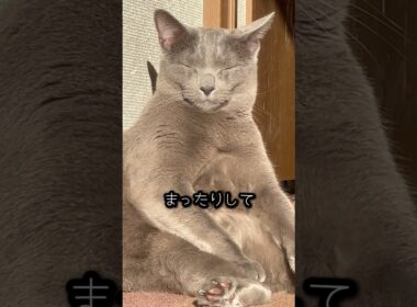 【ロシアンブルー】めろんの何気ない日常...これがしあわせですね🥰【猫】#shorts