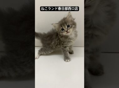 【子猫販売】#サイベリアン #cat #小出裕一郎 #ねこランド #春日部