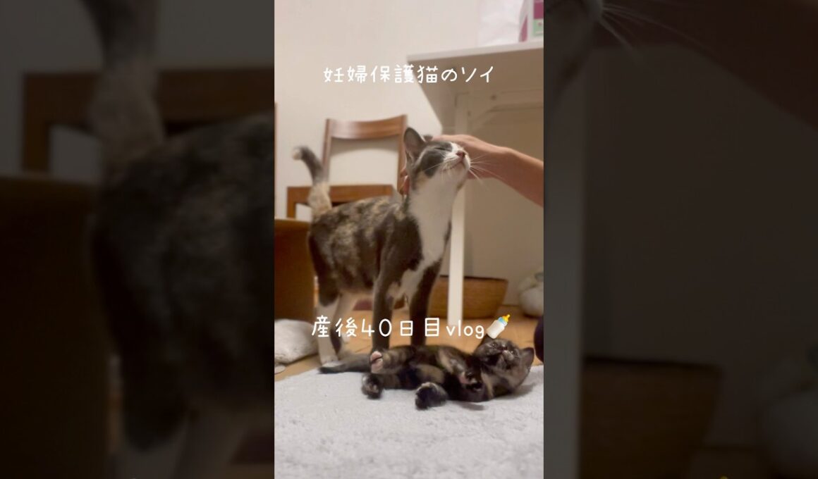 妊婦保護猫のソイ🤎産後４０日目vlog｜子猫たちも甘えんぼう🐥ソイはもっと甘えんぼう🫶　#保護猫 #猫の出産 #妊娠猫 #子猫の成長記録 #cat #rescuecat #kitten