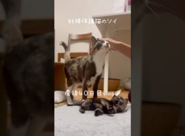 妊婦保護猫のソイ🤎産後４０日目vlog｜子猫たちも甘えんぼう🐥ソイはもっと甘えんぼう🫶　#保護猫 #猫の出産 #妊娠猫 #子猫の成長記録 #cat #rescuecat #kitten