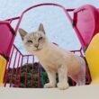 シャム猫ちゃんにすべり台の遊び方を教えてみたら…