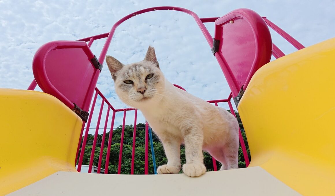 シャム猫ちゃんにすべり台の遊び方を教えてみたら…