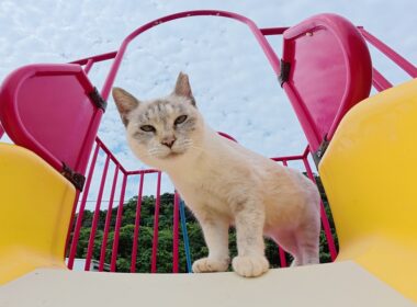 シャム猫ちゃんにすべり台の遊び方を教えてみたら…