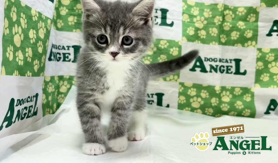 スコティッシュフォールド 2509139 【ペットショップエンゼル　子犬・子猫販売】