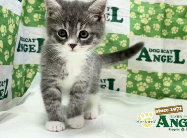 スコティッシュフォールド 2509139 【ペットショップエンゼル　子犬・子猫販売】
