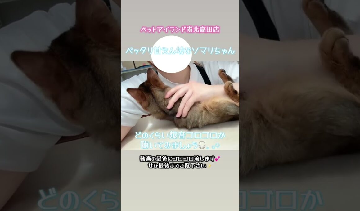 あまりにも甘えんぼうさんのソマリたん😻【横浜ペットショップ ベルドック】#shorts #猫動画 #猫のいる暮らし #ソマリ