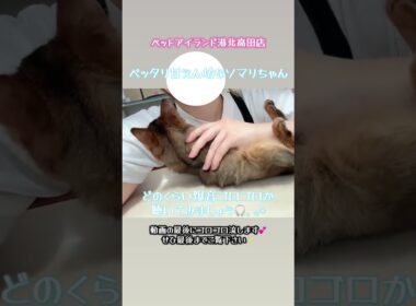あまりにも甘えんぼうさんのソマリたん😻【横浜ペットショップ ベルドック】#shorts #猫動画 #猫のいる暮らし #ソマリ