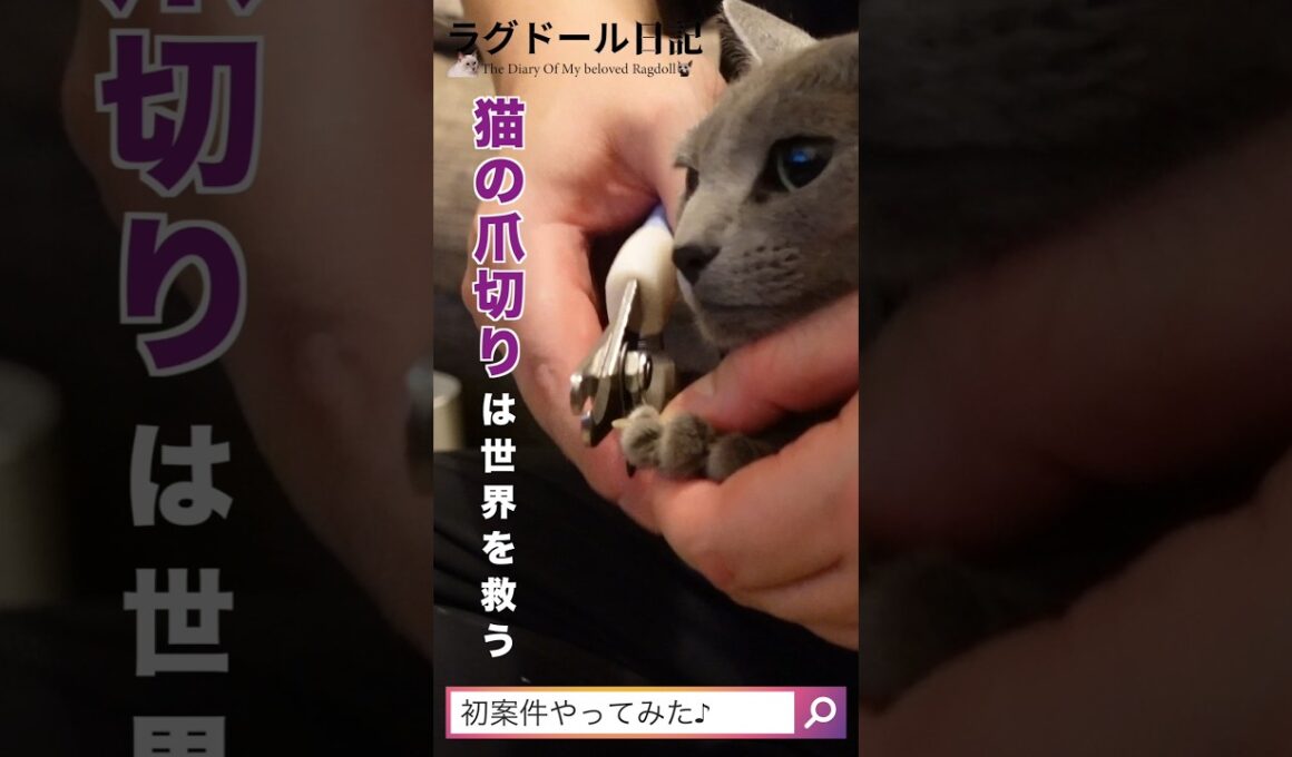 #猫の爪切り は世界を救う。#ロシアンブルー＆#ラグドール　爪切りなんてへっちゃらよ。#Paws＆Peace Coming Home (ft Ollie Wade) by Niwel & Altero