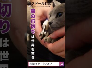 #猫の爪切り は世界を救う。#ロシアンブルー＆#ラグドール　爪切りなんてへっちゃらよ。#Paws＆Peace Coming Home (ft Ollie Wade) by Niwel & Altero