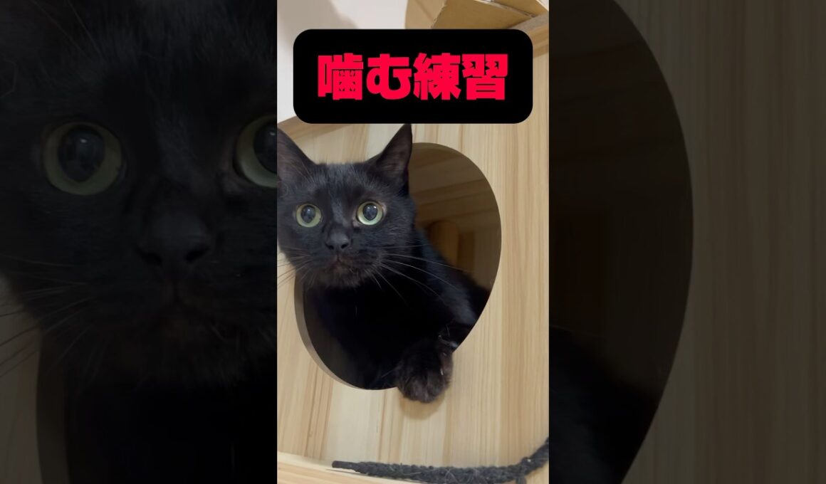 噛む練習？#shorts #猫 #ねこ