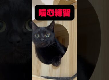 噛む練習？#shorts #猫 #ねこ