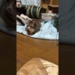 キジシロのルル、シャムの子ネコ雫。うしろうしろ、茶白ネコのジュニアが。まえまえ、黒猫の子ネコ黒夢が