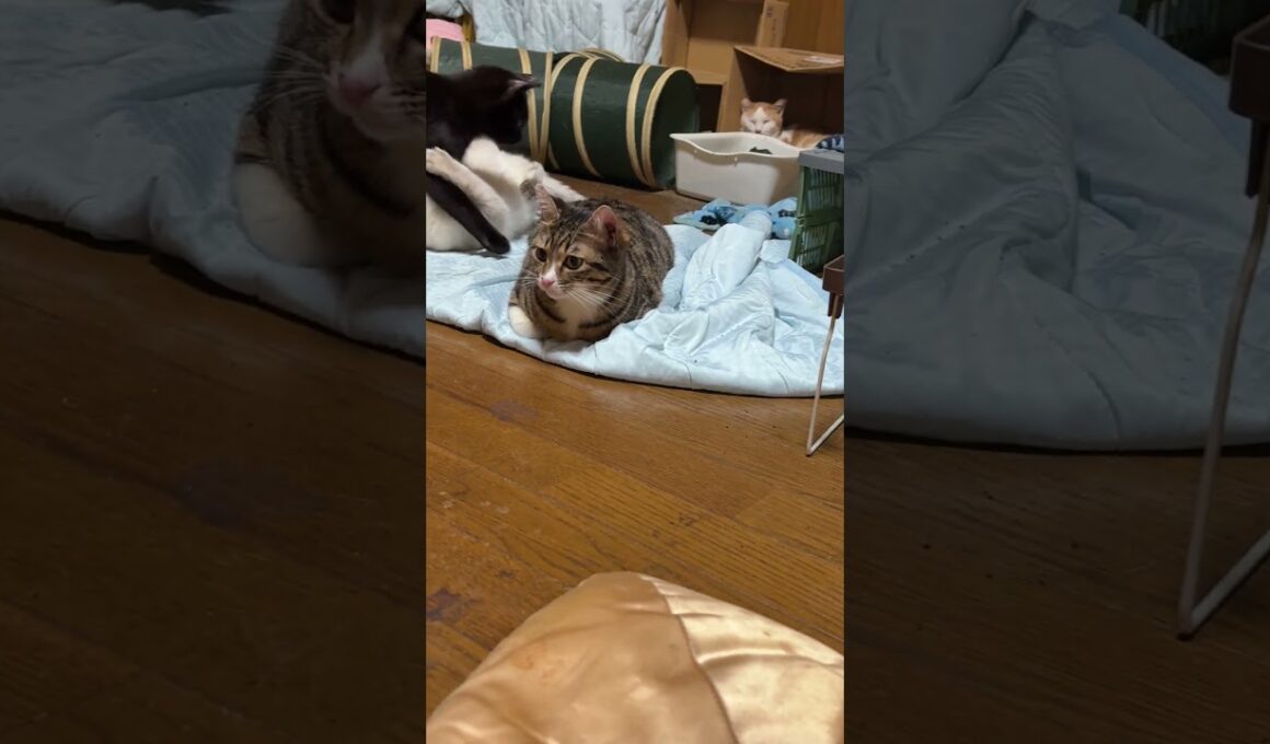 キジシロのルル、シャムの子ネコ雫。うしろうしろ、茶白ネコのジュニアが。まえまえ、黒猫の子ネコ黒夢が