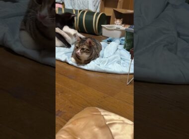 キジシロのルル、シャムの子ネコ雫。うしろうしろ、茶白ネコのジュニアが。まえまえ、黒猫の子ネコ黒夢が