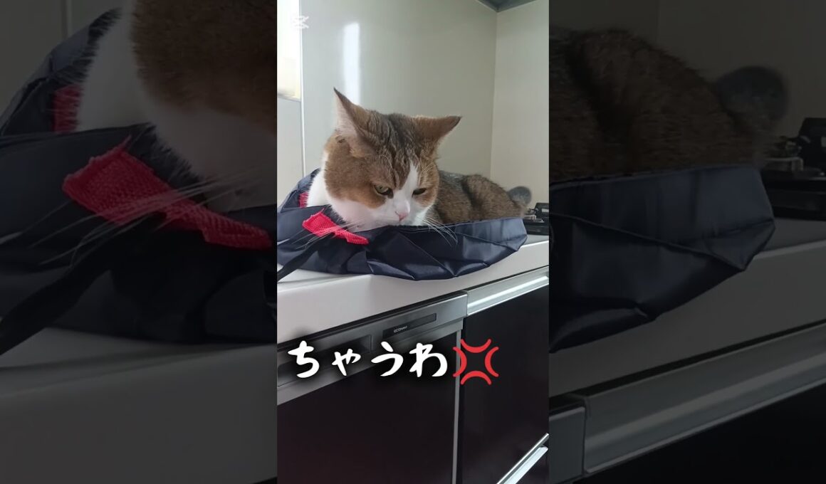猫でした #アメリカンカール #エコバック#猫のいる暮らし #イカ耳