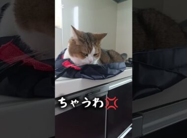 猫でした #アメリカンカール #エコバック#猫のいる暮らし #イカ耳