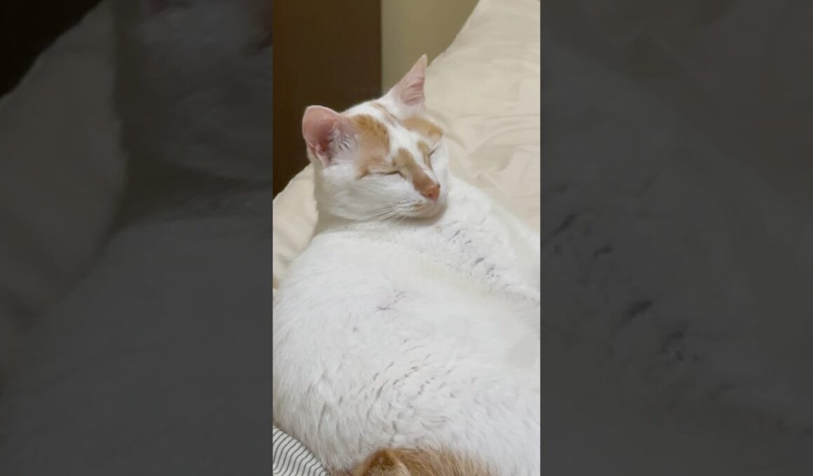 Japanese Bobtail is Ready to Sleep (日本のボブテイルは眠る準備ができています)