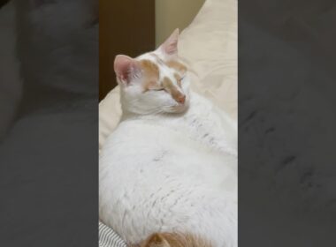 Japanese Bobtail is Ready to Sleep (日本のボブテイルは眠る準備ができています)