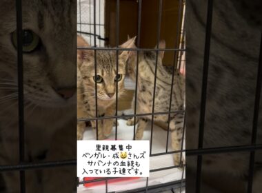 #ベンガル　#里親募集中子猫アゴはネコ