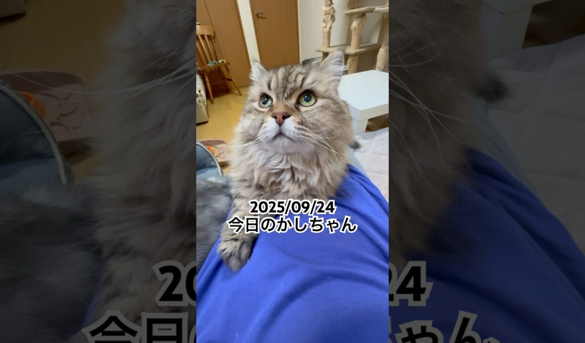 2025/09/24今日のかしちゃん #猫 #ペルシャ #カシス #cat #猫のいる暮らし