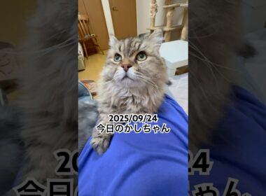 2025/09/24今日のかしちゃん #猫 #ペルシャ #カシス #cat #猫のいる暮らし