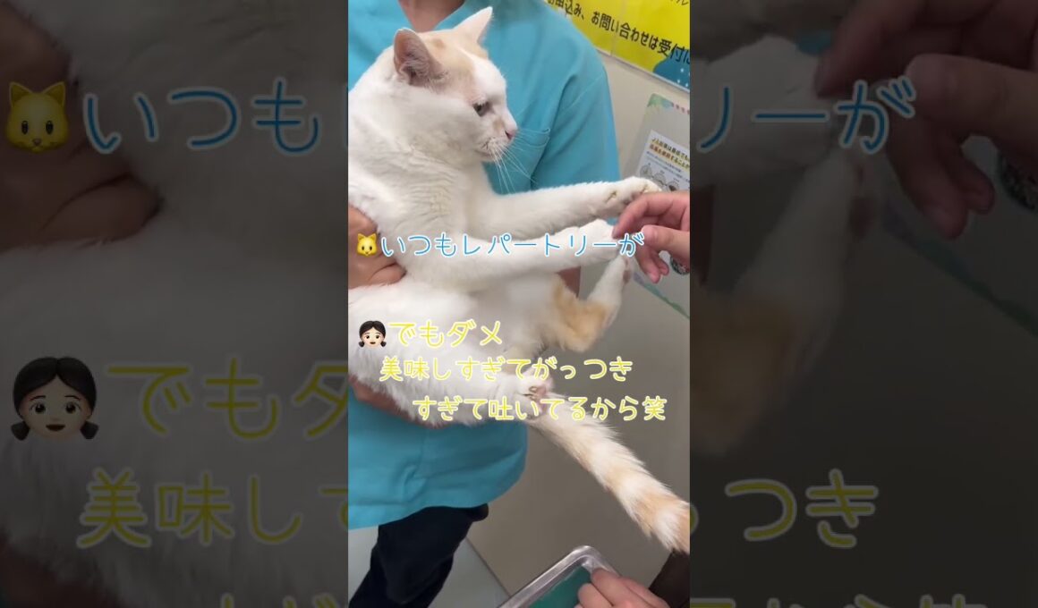 推しにめっちゃ貢いでるのに、全然懐いてくれないし、触らせてくれない【病院猫のほっぺ太郎】#shorts