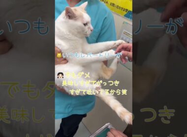 推しにめっちゃ貢いでるのに、全然懐いてくれないし、触らせてくれない【病院猫のほっぺ太郎】#shorts