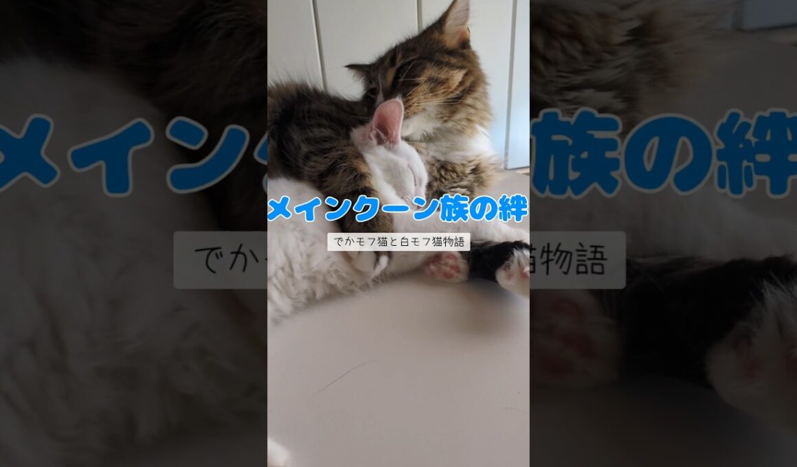 メインクーン族の絆は強いのか！？ #猫のいる暮らし #メインクーン#子ネコ