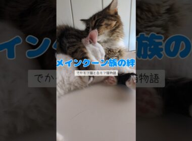 メインクーン族の絆は強いのか！？ #猫のいる暮らし #メインクーン#子ネコ