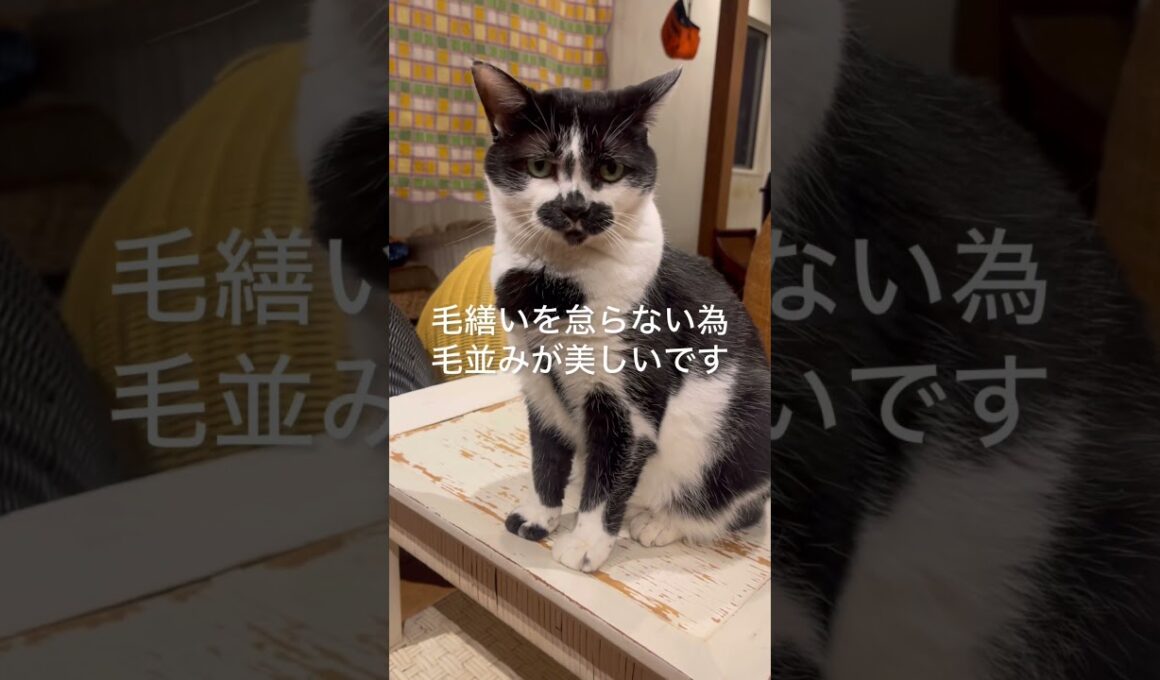 大事に育てられた猫だけがする行動3選
