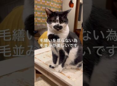 大事に育てられた猫だけがする行動3選