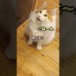 メインクーンの鳴き声が可愛すぎ... #メインクーン #猫 #猫のいる暮らし#cat #mainecoon #catlover​  #catshorts​ #cute​ #cutecat​ #fyp​