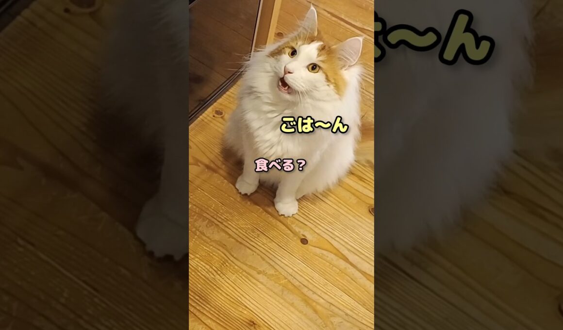 メインクーンの鳴き声が可愛すぎ... #メインクーン #猫 #猫のいる暮らし#cat #mainecoon #catlover​  #catshorts​ #cute​ #cutecat​ #fyp​