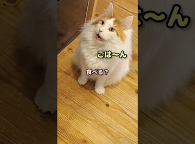メインクーンの鳴き声が可愛すぎ... #メインクーン #猫 #猫のいる暮らし#cat #mainecoon #catlover​  #catshorts​ #cute​ #cutecat​ #fyp​