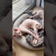 可愛いポーズで眠る猫アレクサンドラとスルタン【スフィンクス】