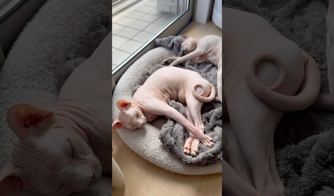可愛いポーズで眠る猫アレクサンドラとスルタン【スフィンクス】
