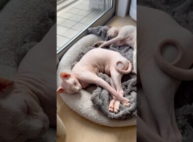 可愛いポーズで眠る猫アレクサンドラとスルタン【スフィンクス】