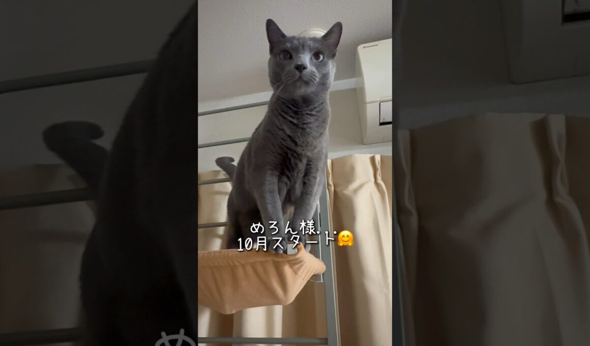 【ロシアンブルー】めろん新しい月の始まり🤗珍しくキャットタワーにいた🫢何ヶ月ぶり⁇🤔【猫】#shorts