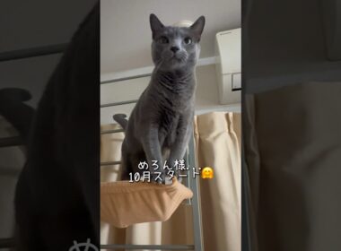 【ロシアンブルー】めろん新しい月の始まり🤗珍しくキャットタワーにいた🫢何ヶ月ぶり⁇🤔【猫】#shorts