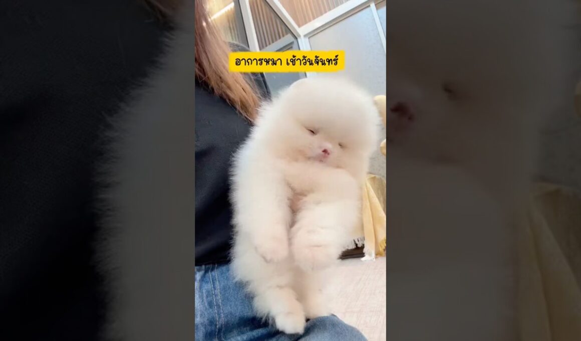 #pompom #pom #pomeranian #ปอมแท้ #ปอมทีคัพ #ปอมหน้าหมี  #ปอมน่ารัก #ปอมขาว #ปอมส้ม #ปอมหน้าสั้น