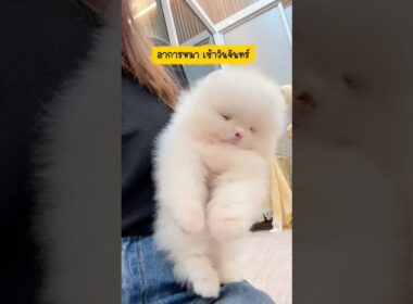 #pompom #pom #pomeranian #ปอมแท้ #ปอมทีคัพ #ปอมหน้าหมี  #ปอมน่ารัก #ปอมขาว #ปอมส้ม #ปอมหน้าสั้น