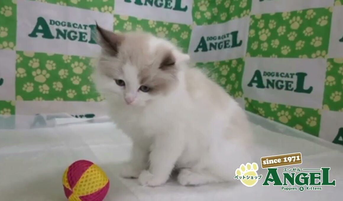 ラグドール 2509124 【ペットショップエンゼル　子犬・子猫販売】