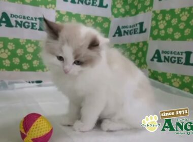 ラグドール 2509124 【ペットショップエンゼル　子犬・子猫販売】
