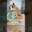 【でるでる自飯器】癒しのごはん時間🐱💕猫と一緒の幸せタイム💖【トンキニーズ】Deru Deru Self-Feeder|Relaxing Mealtime #でるでる自飯器 #猫 #トンキニーズ